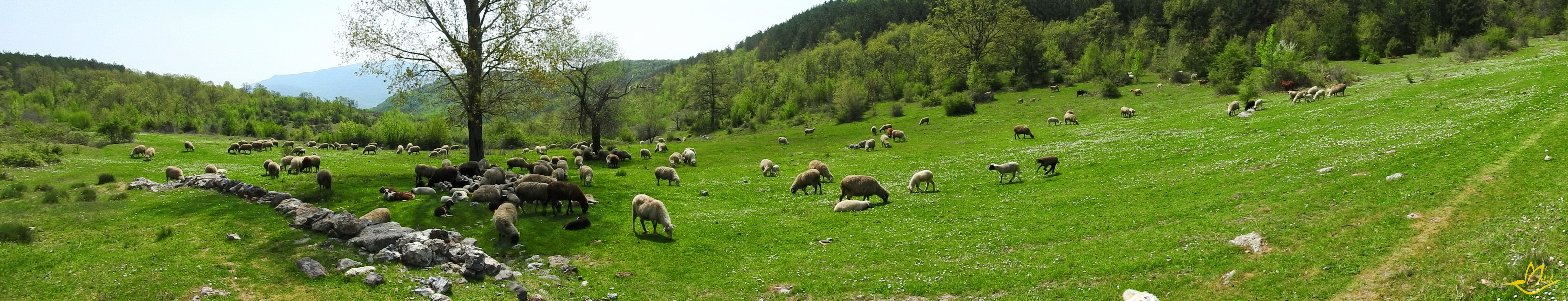 Panorama