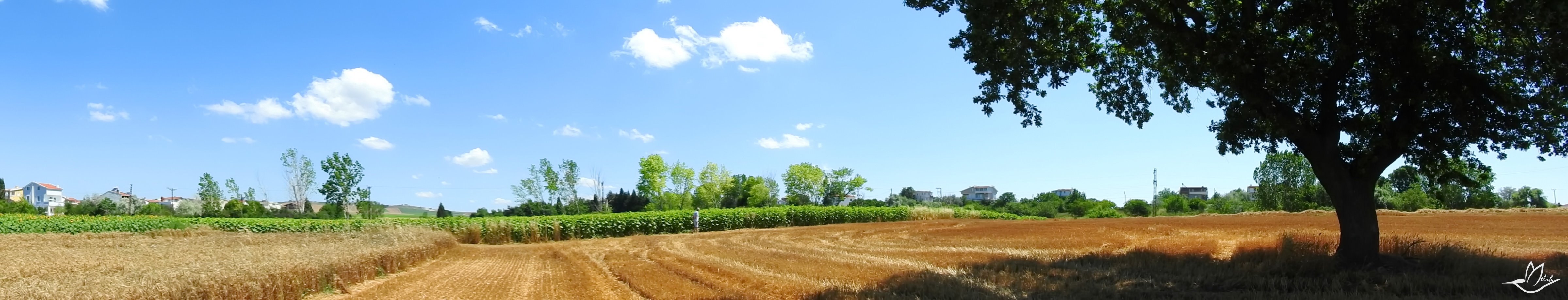 Panorama