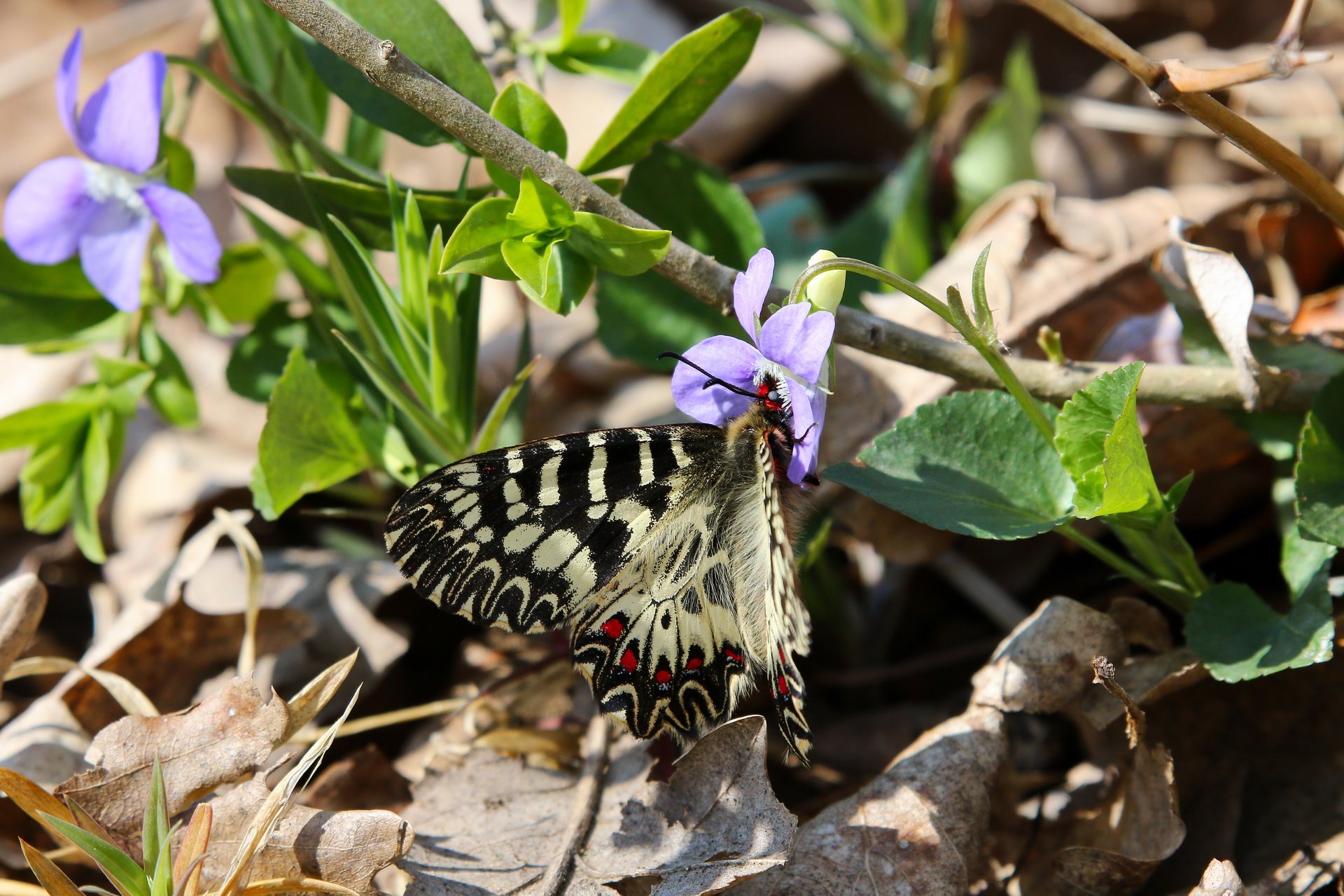 Orman menekşesinin (Viola reichenbachiana) nektarı ile beslenirken...