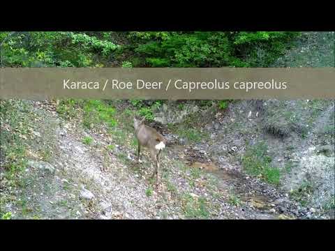 Karaca
