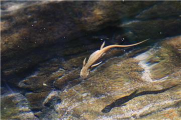 Su Ejderi