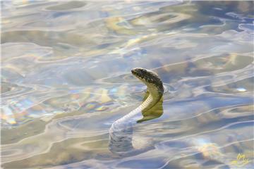 Nessie