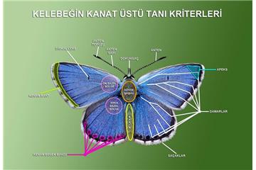 Kelebeğin Kanat Üstü