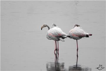 Pembe-Beyaz