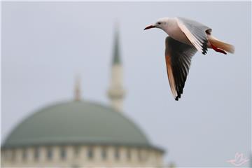 Pembe ve Yeşil