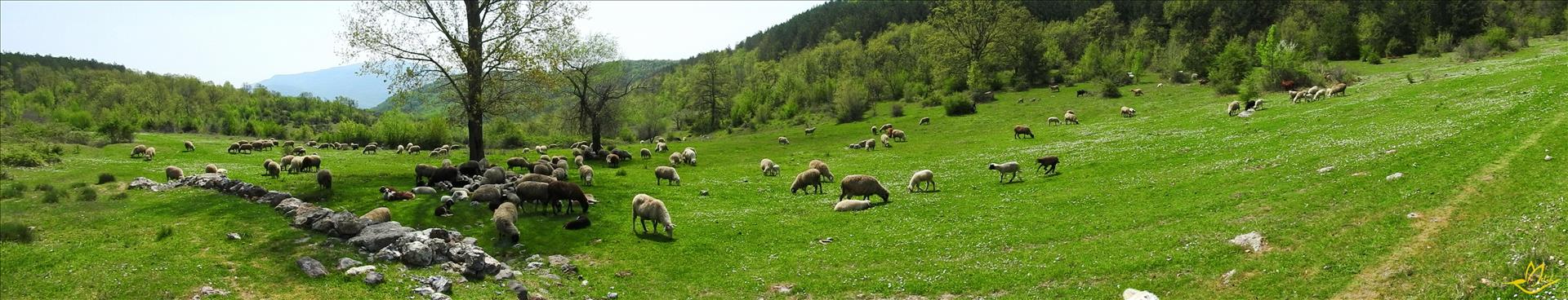 Sürü