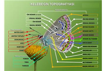 Kelebeğin Topoğrafyası