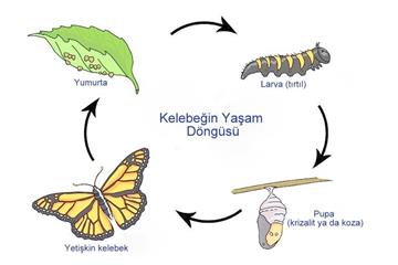 Kelebeğin Yaşam Döngüsü