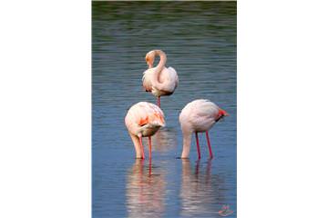 Pembe