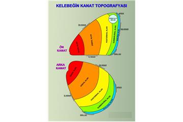 Kelebeğin Kanat Topoğrafyası