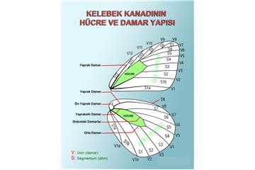 Kelebek Kanadının Hücre ve Damar Yapısı