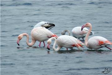 Pembe