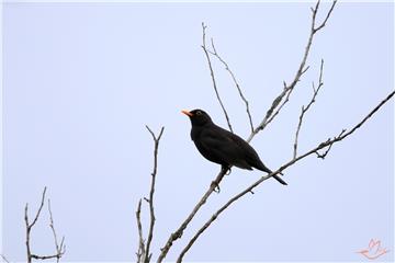 Karatavuk