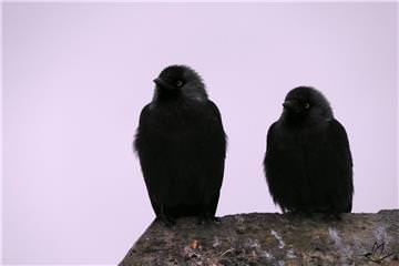 Tünek