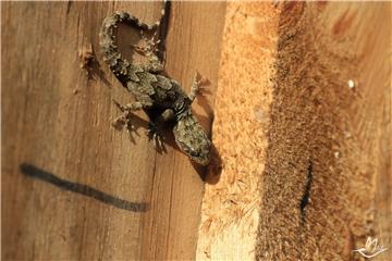 Geko