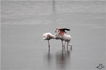 Pembe-Beyaz-2