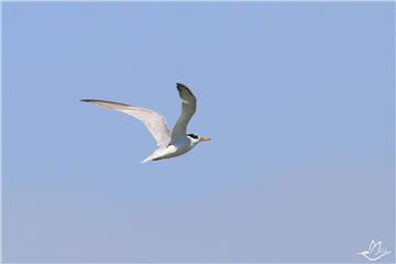 Sumrular