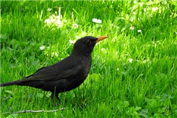 Blackbird