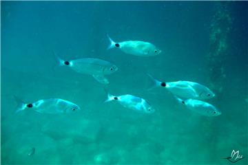 Melanur (Oblada melanura)